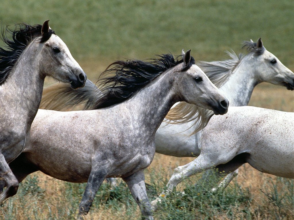 Arabian Stallions